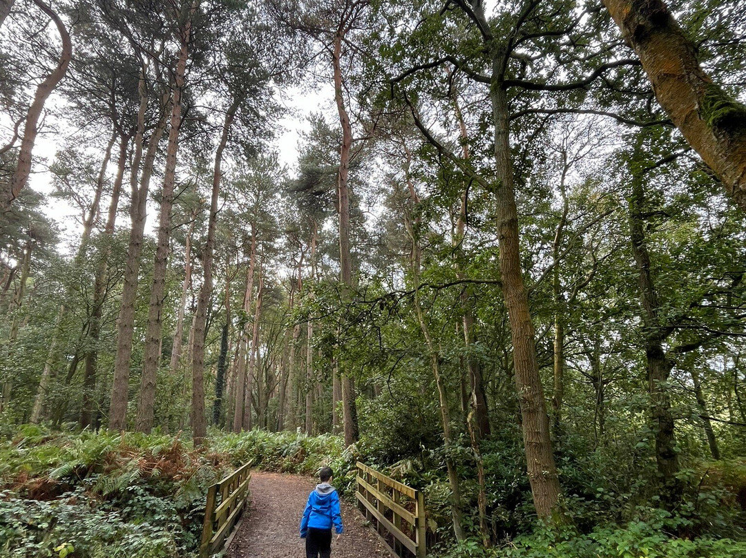 Mere Sands Wood Nature Reserve景点图片