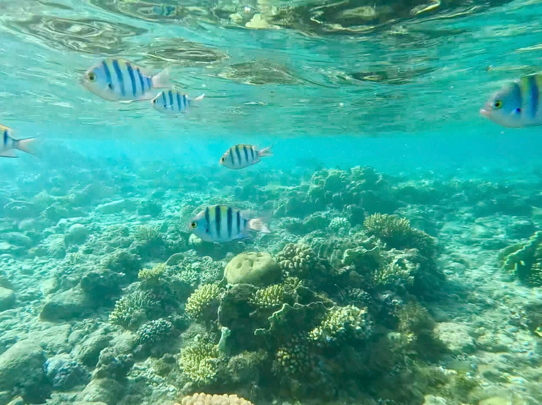 Sinai Divers Backpackers-达哈卜必去景点