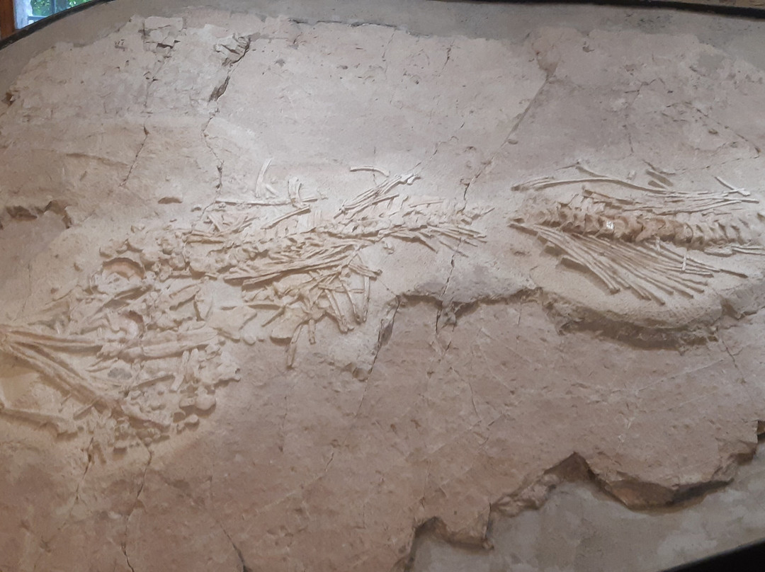 Museo Speleo Paleontologico e Archeologico-Genga必去景点