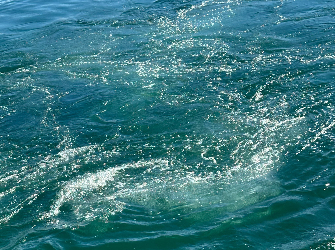 Shepler's Mackinac Island Ferry景点图片