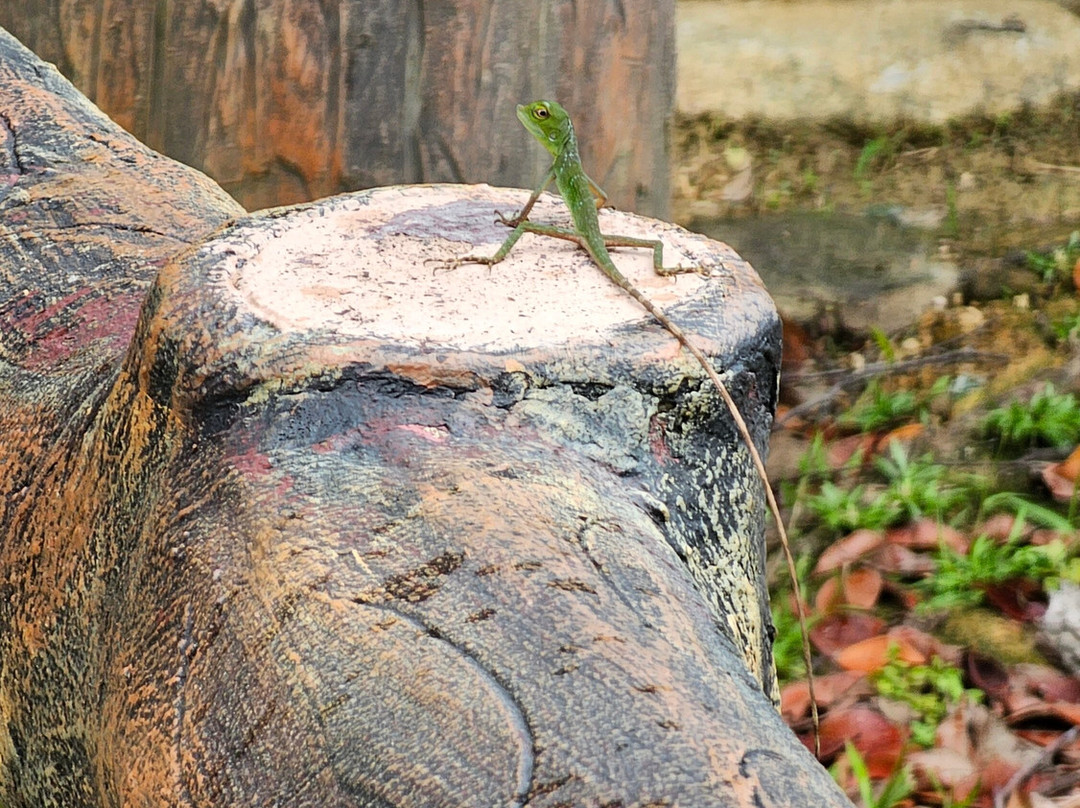 Bukit Patoi Forest Recreation Park-Bangar必去景点