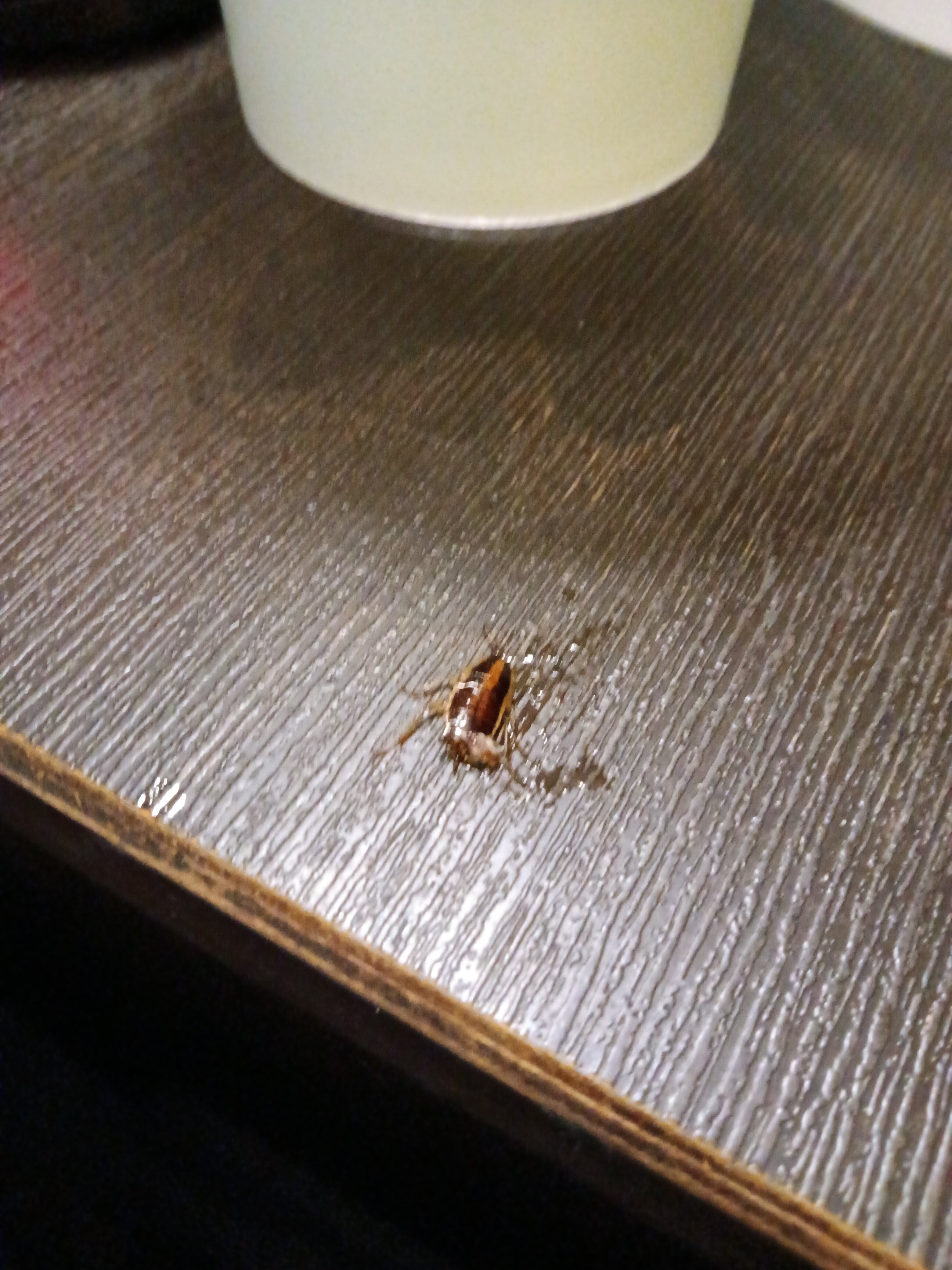 洛克威力拉马达酒店-官方