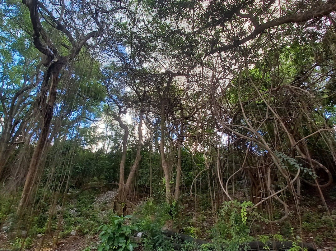 Ward's Tours Ltd.-布里奇顿必去景点