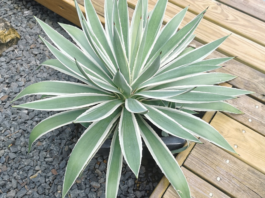 Aponi Massages Bien-être Et Spa-Goyave必去景点