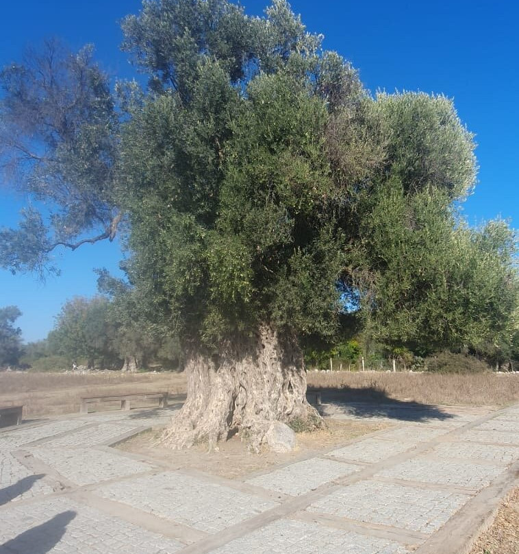 Teos Antik Kenti景点图片