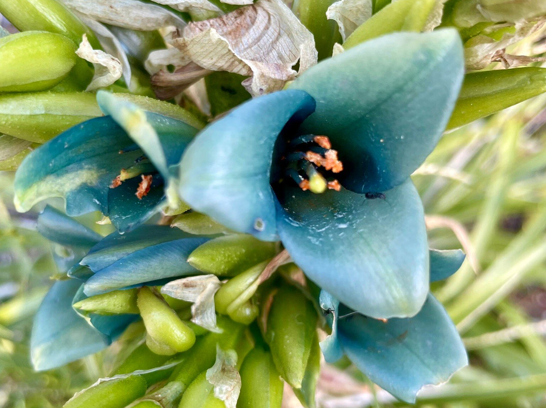 吉朗植物园-季隆必去景点