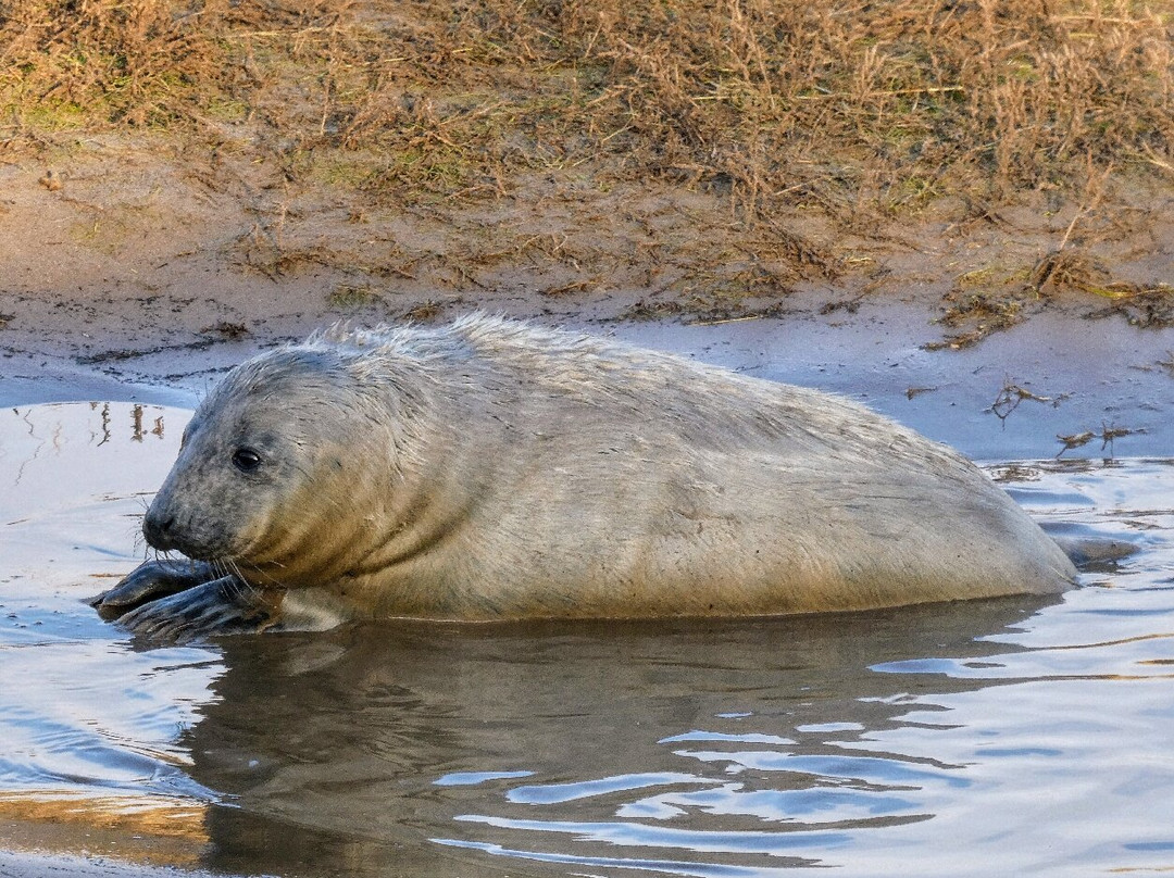 Donna Nook Nature Reserve景点图片
