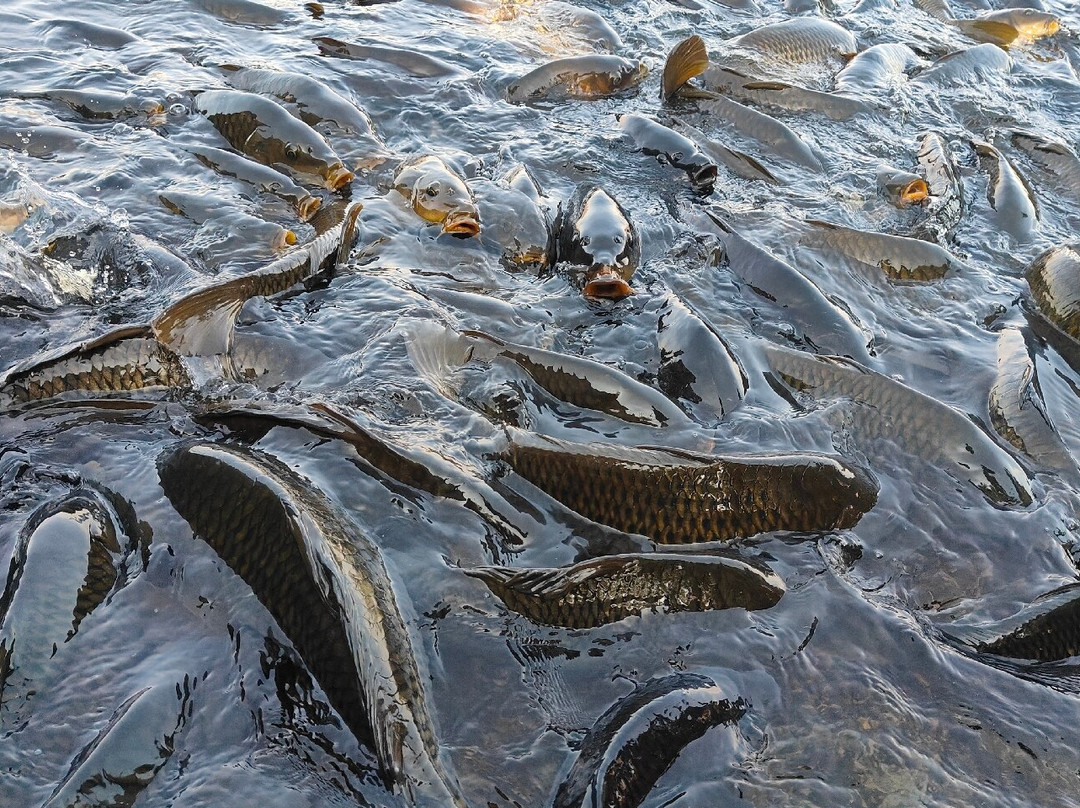 Mansar Lake-Mansar必去景点
