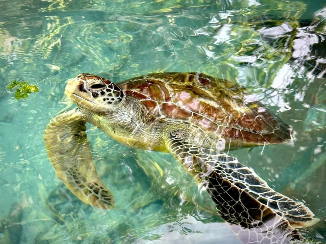 Zanzibar Tours-孥归必去景点