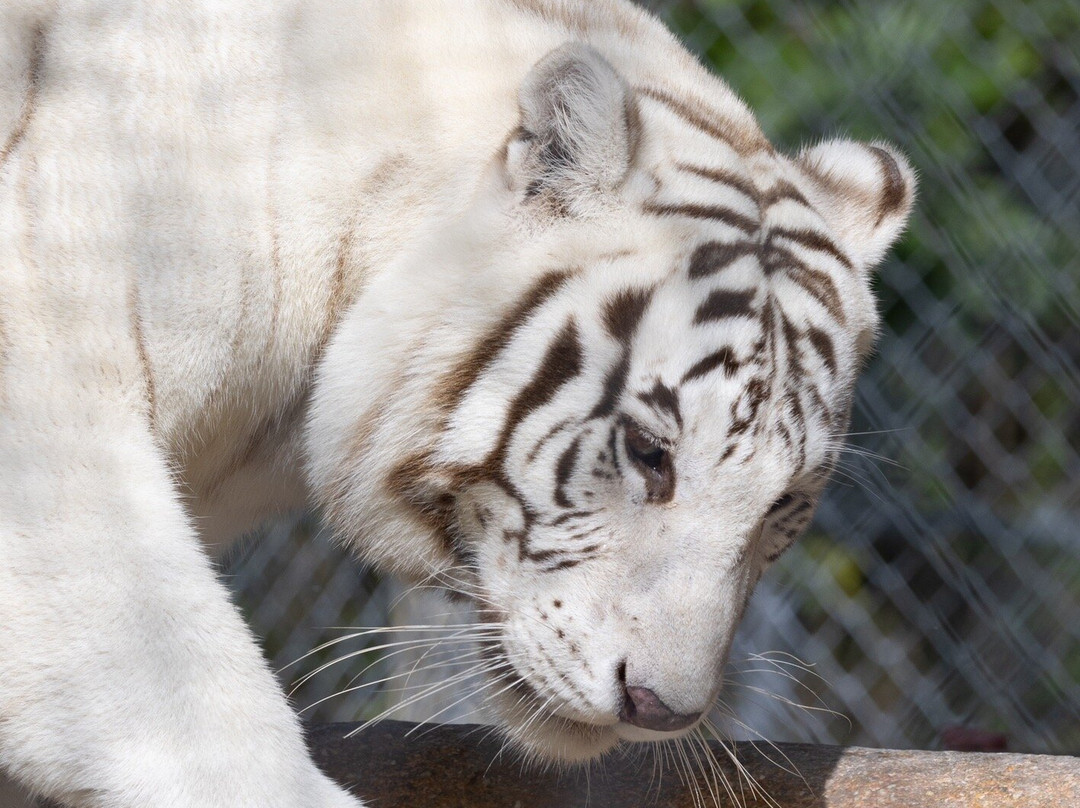 Octagon Wildlife Sanctuary-蓬塔戈尔达必去景点