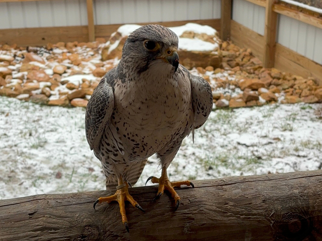 Raptor Hill Falconry景点图片