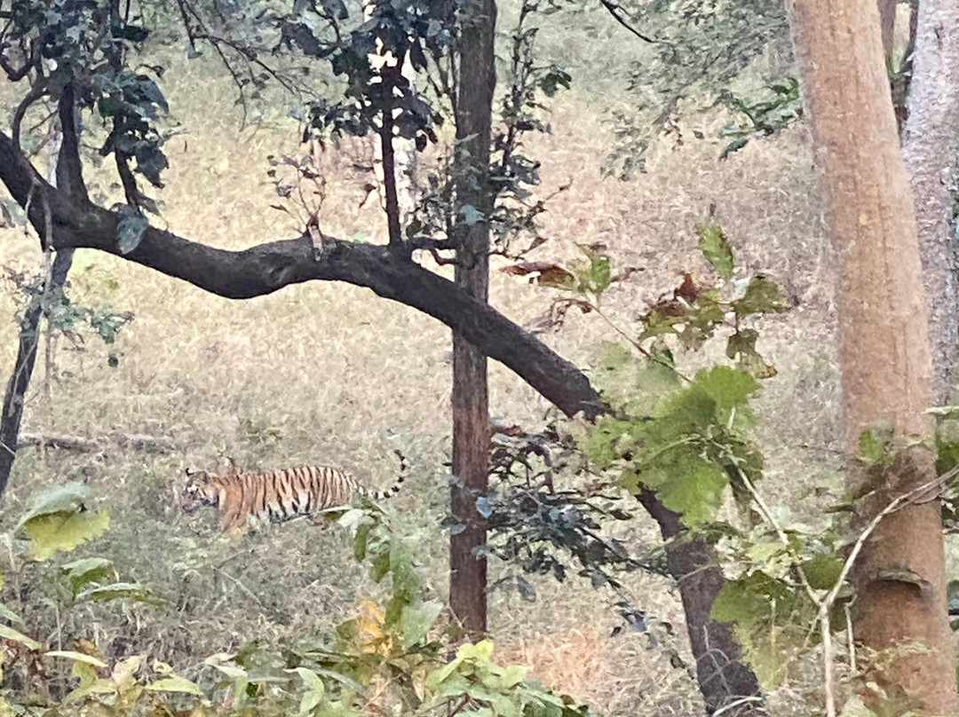 Pench Tiger Reserve景点图片