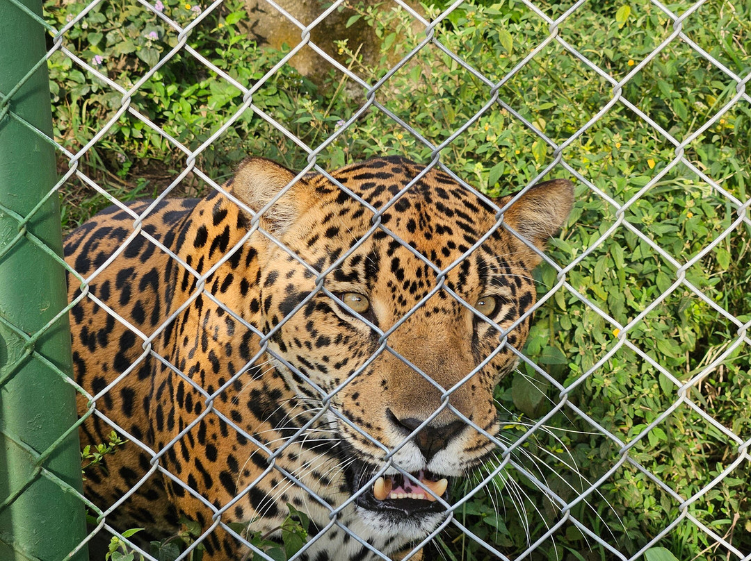 Aguti Monteverde - Wildlife Reserve景点图片