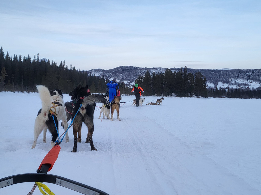 Beito Husky Tours Day Tours景点图片