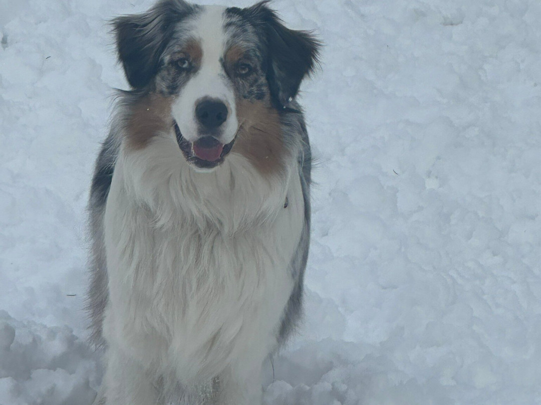 Hotel Grimming dogs&friends主图