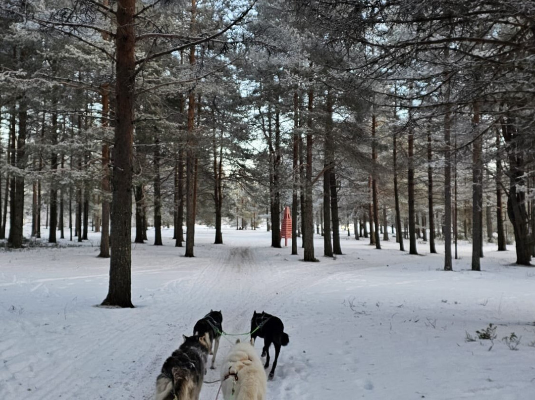 Nordic Lapland Husky Tours景点图片