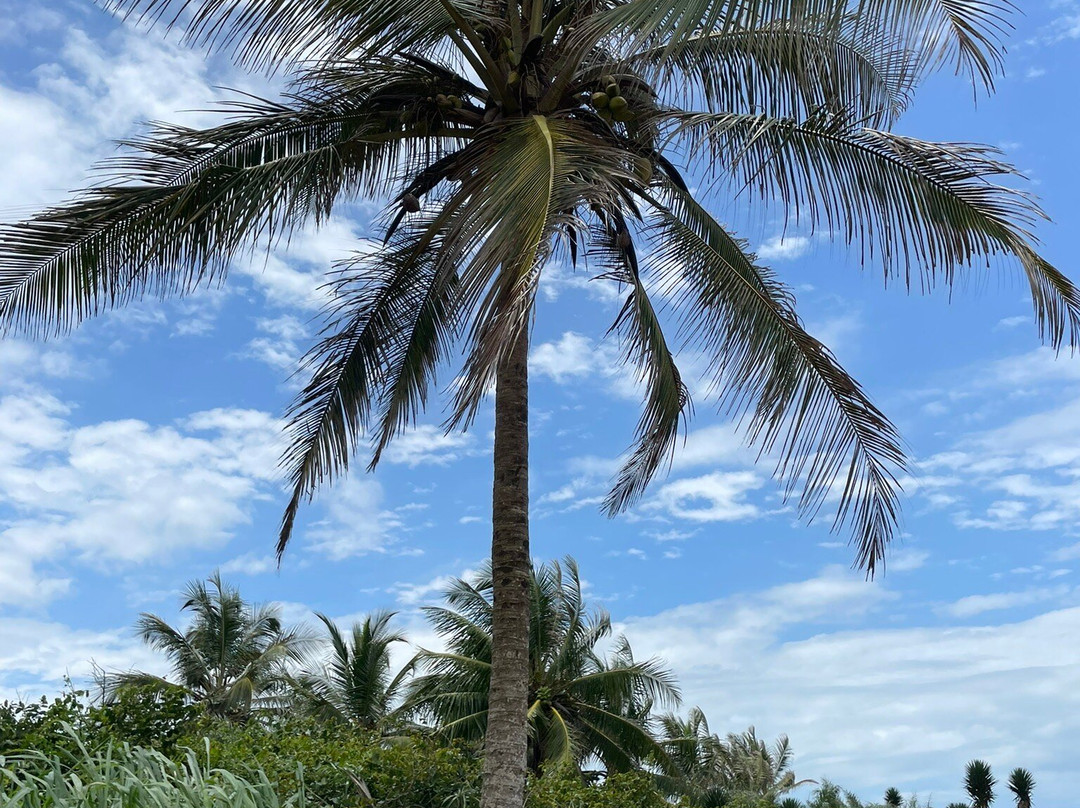 Praia dos Castelhanos景点图片