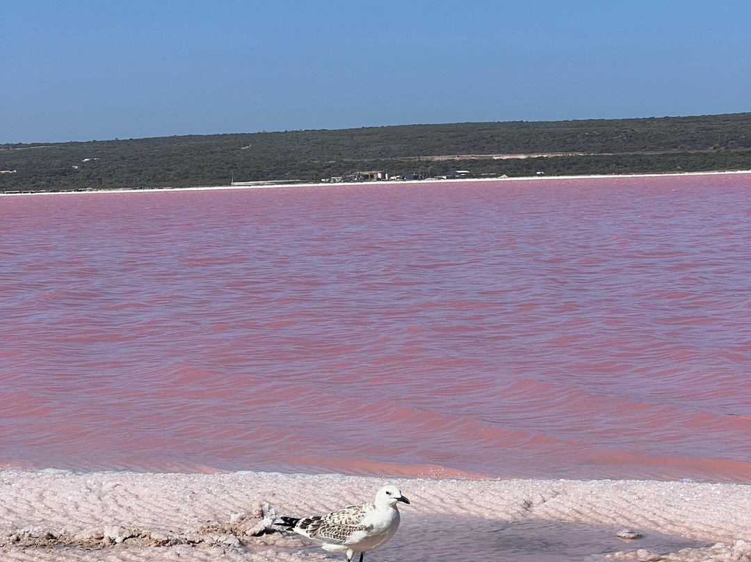 Pink Lake景点图片