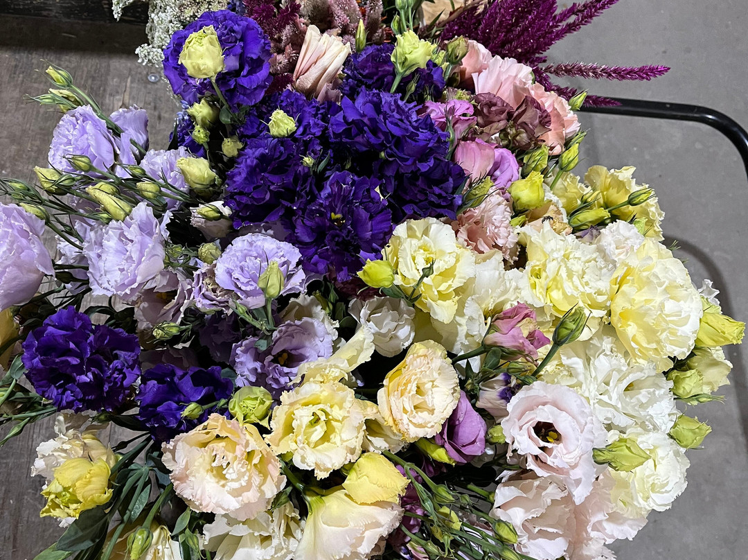 Dahlia Valley Ranch-Arnold必去景点