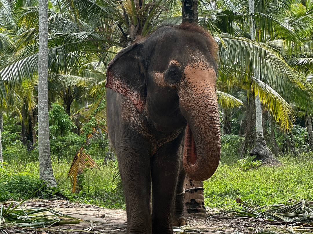 PL Tours and Travels-尼甘布必去景点