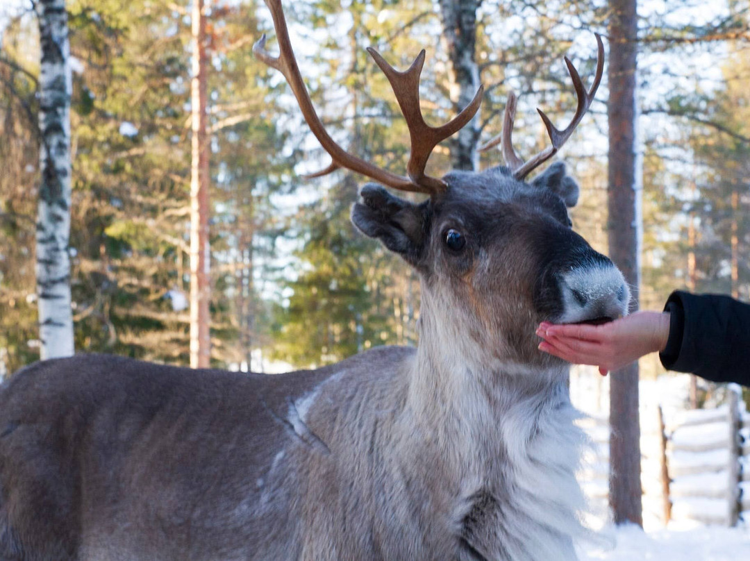 Kopara Reindeer Park-Luosto必去景点