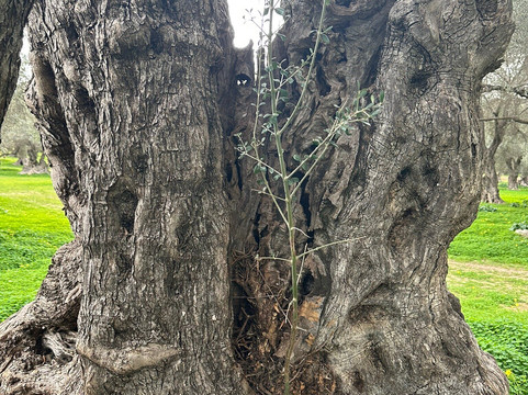 Oliving-雷斯蒙必去景点