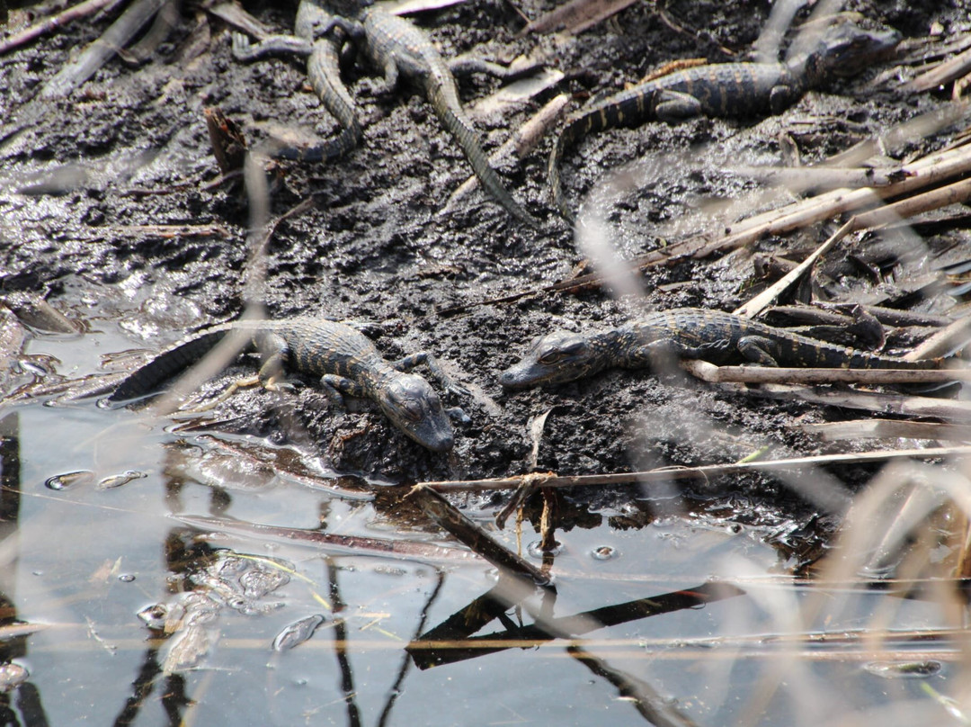 Lake Apopka Wildlife Drive-Apopka必去景点
