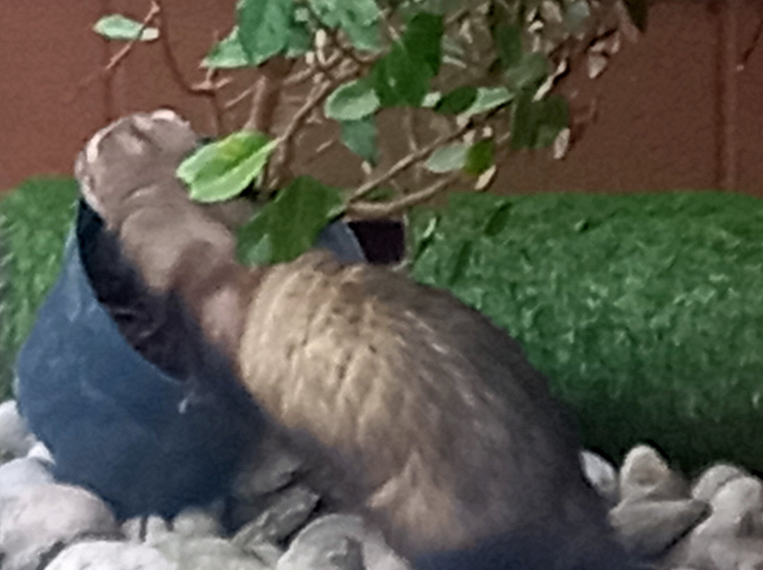 Tiggywinkles Wildlife Hospital Visitor's Centre景点图片