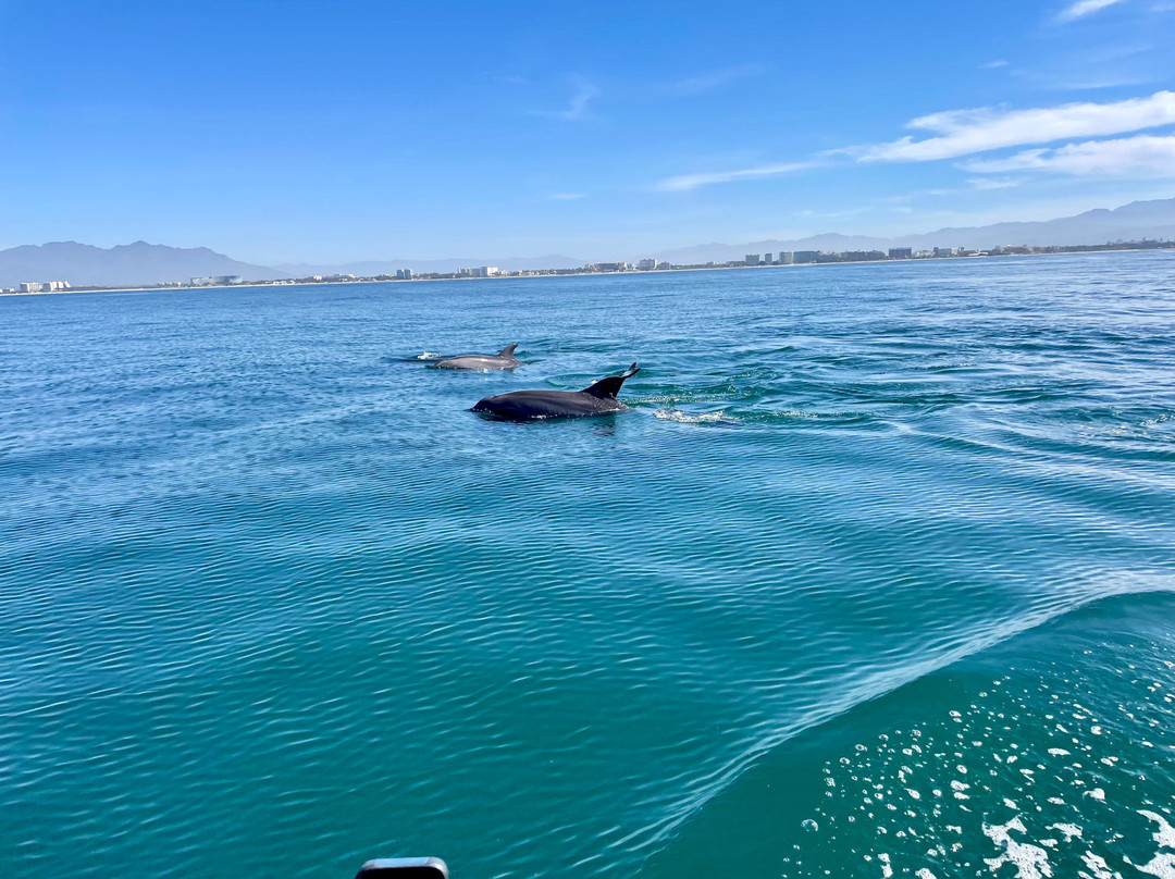 Ocean Friendly Whale Watching Tours-瓦拉塔港必去景点