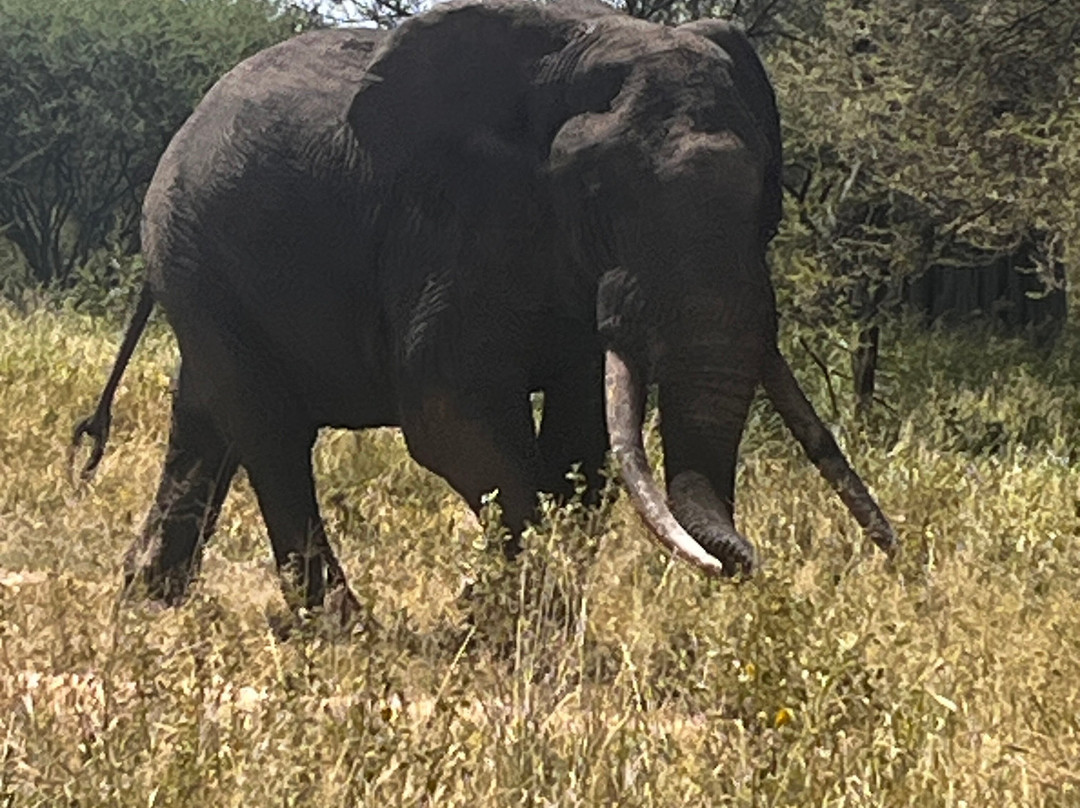 Go-Giraffe Safaris Limited-Dar es Salaam必去景点