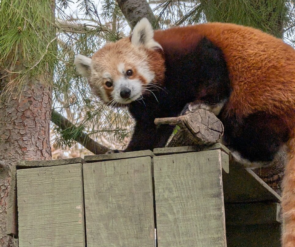 Sacramento Zoo-沙加缅度必去景点