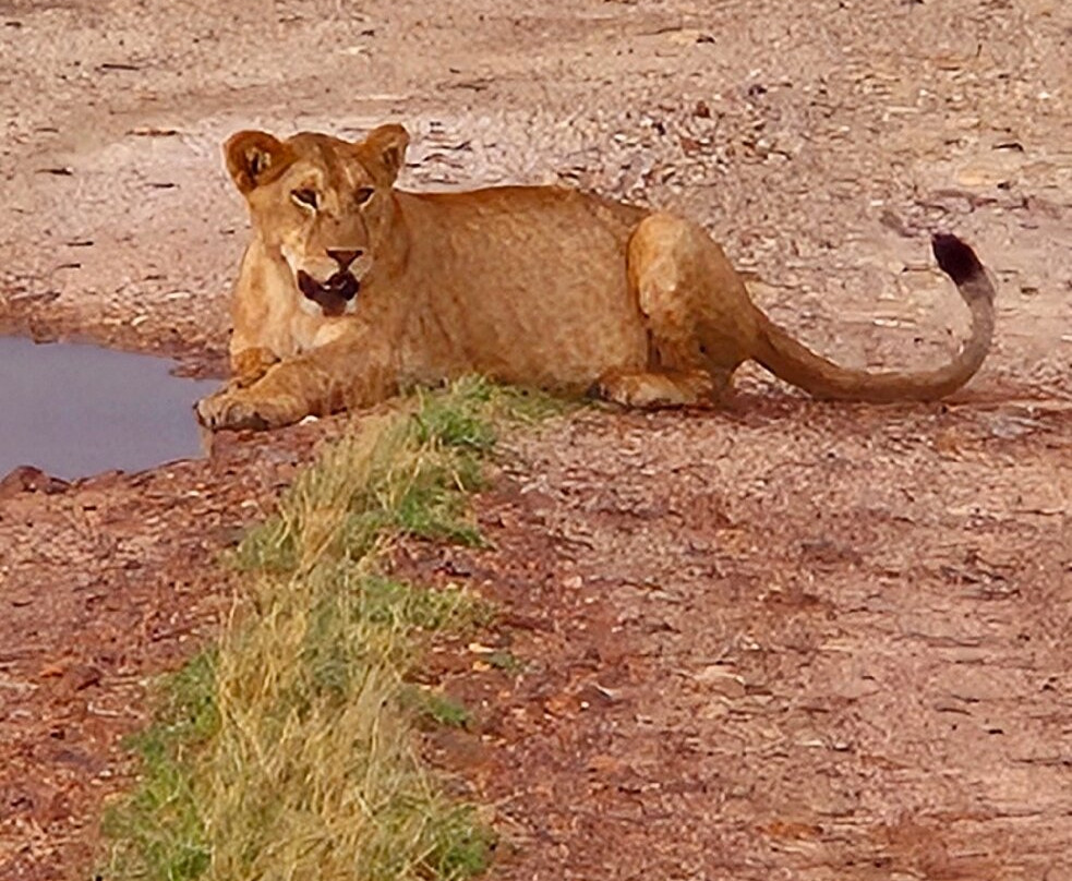 Vic Consult Tours & Safaris-姆万扎必去景点