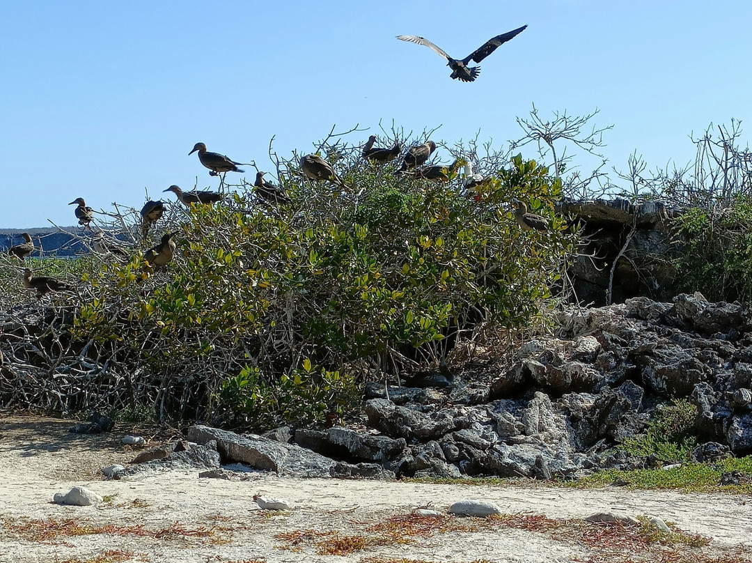 Darwin Bay-Genovesa必去景点