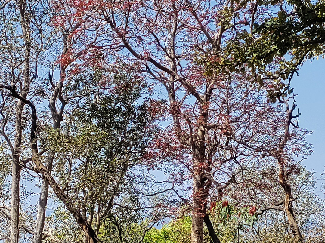 Bhrigu Kamandal-Amarkantak必去景点