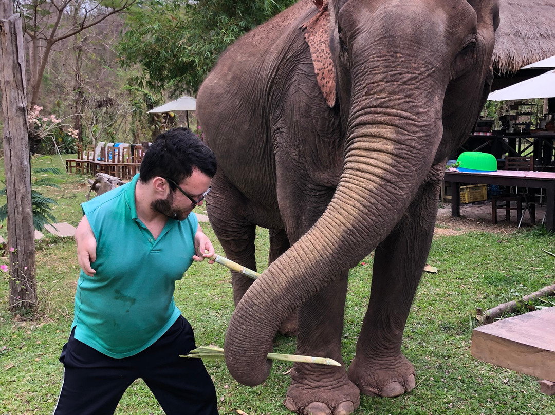 Manifa Elephant Camp景点图片