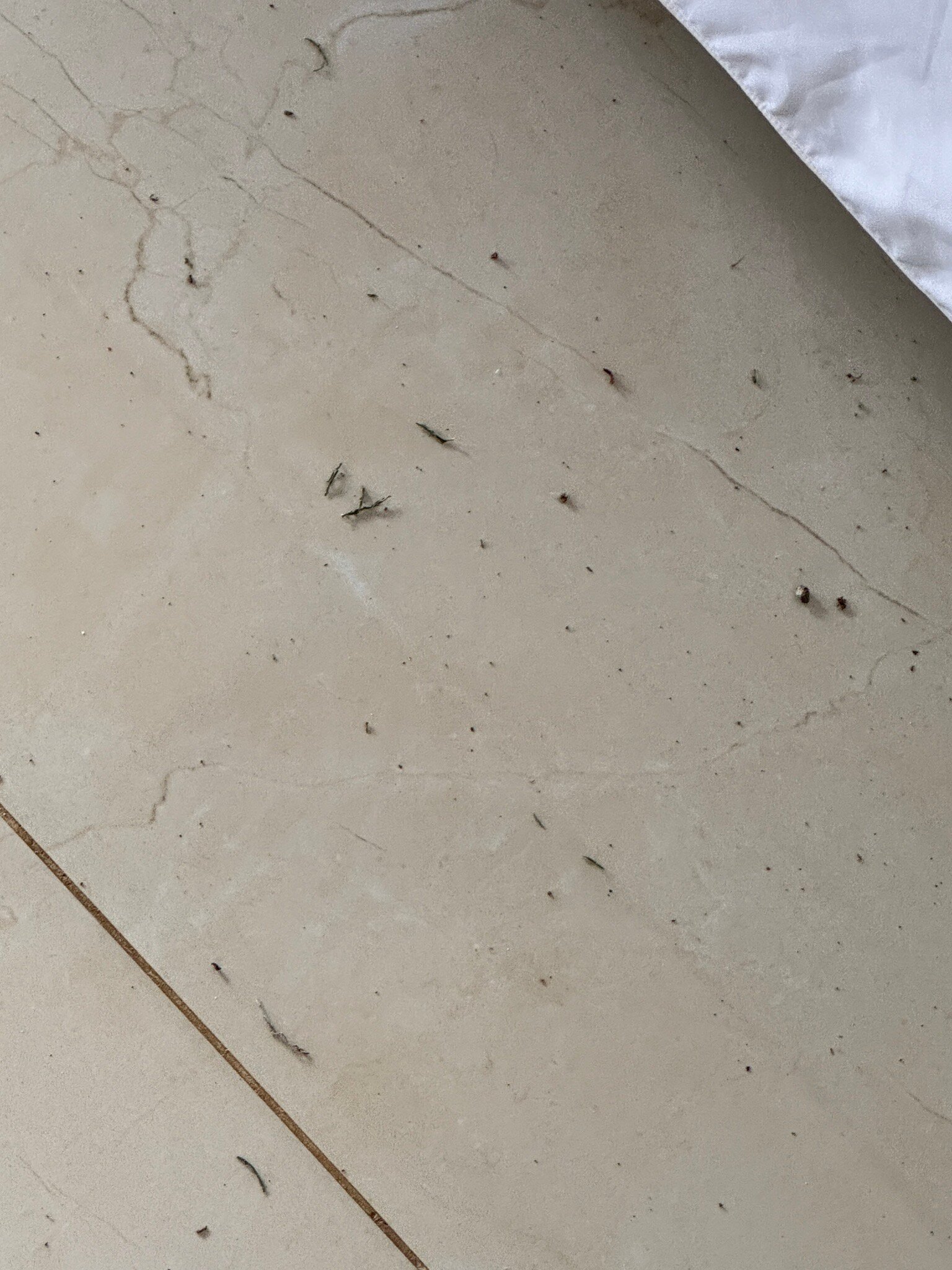 Heliconias Rainforest Lodge-官方