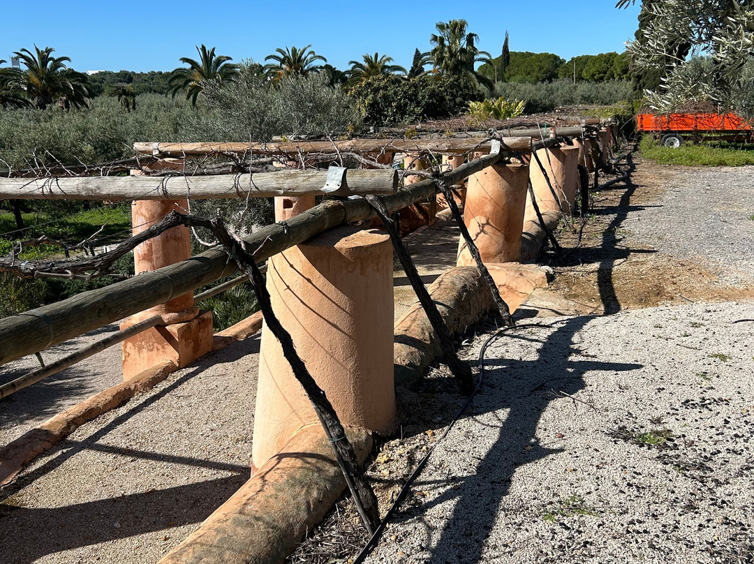 Monterosa Olive Oil Farm景点图片