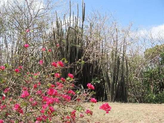 L'habitation de l'Ilet Thierry主图