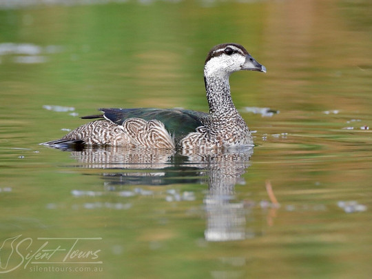 Silent Tours Kununurra-库努纳拉必去景点