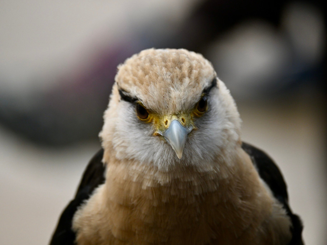 Baytree Owl and Raptor Centre-Spalding必去景点