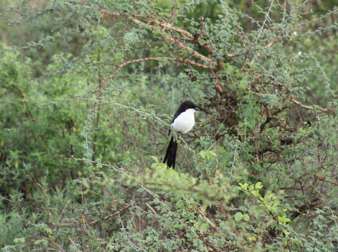 Heritawi safaris-Karen必去景点