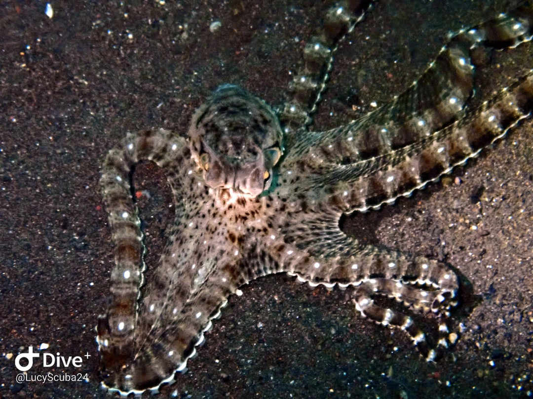 Scuba Tribe Bali-图兰本必去景点