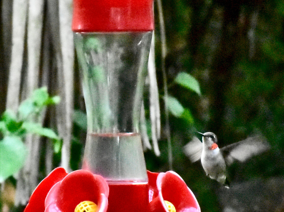 Bentsen-Rio Grande Valley State Park-Mission必去景点
