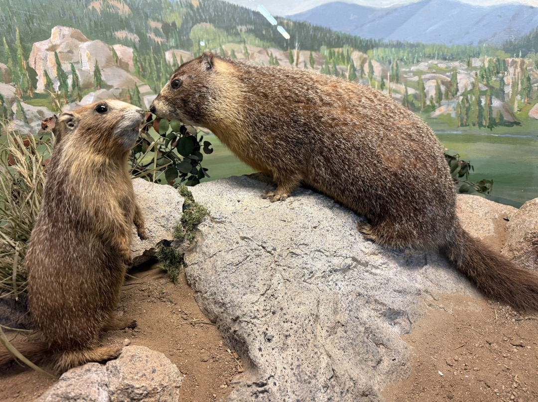 Nevada State Museum-卡森城必去景点