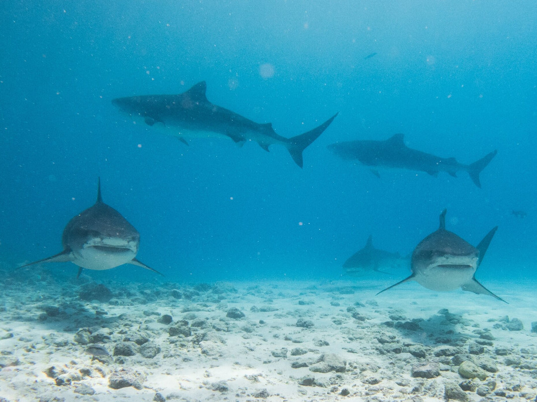 Pelagic Divers Fuvahmulah景点图片