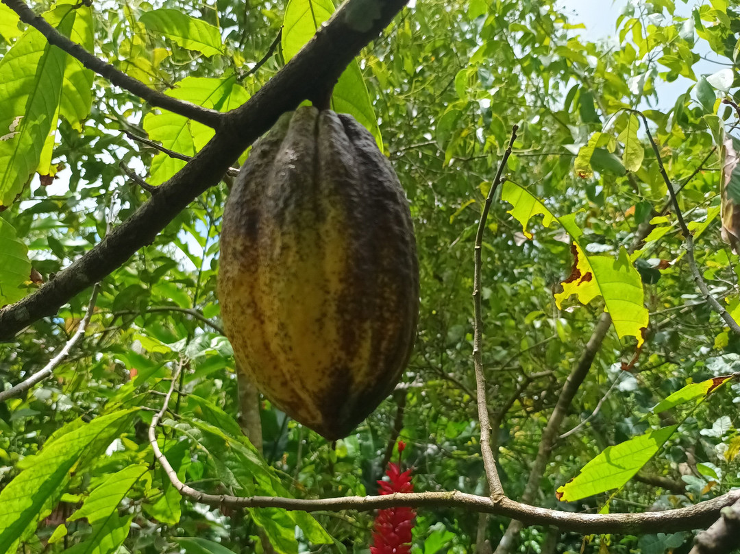 Ecomusee Creoleart de la Guadeloupe-Sainte Rose必去景点