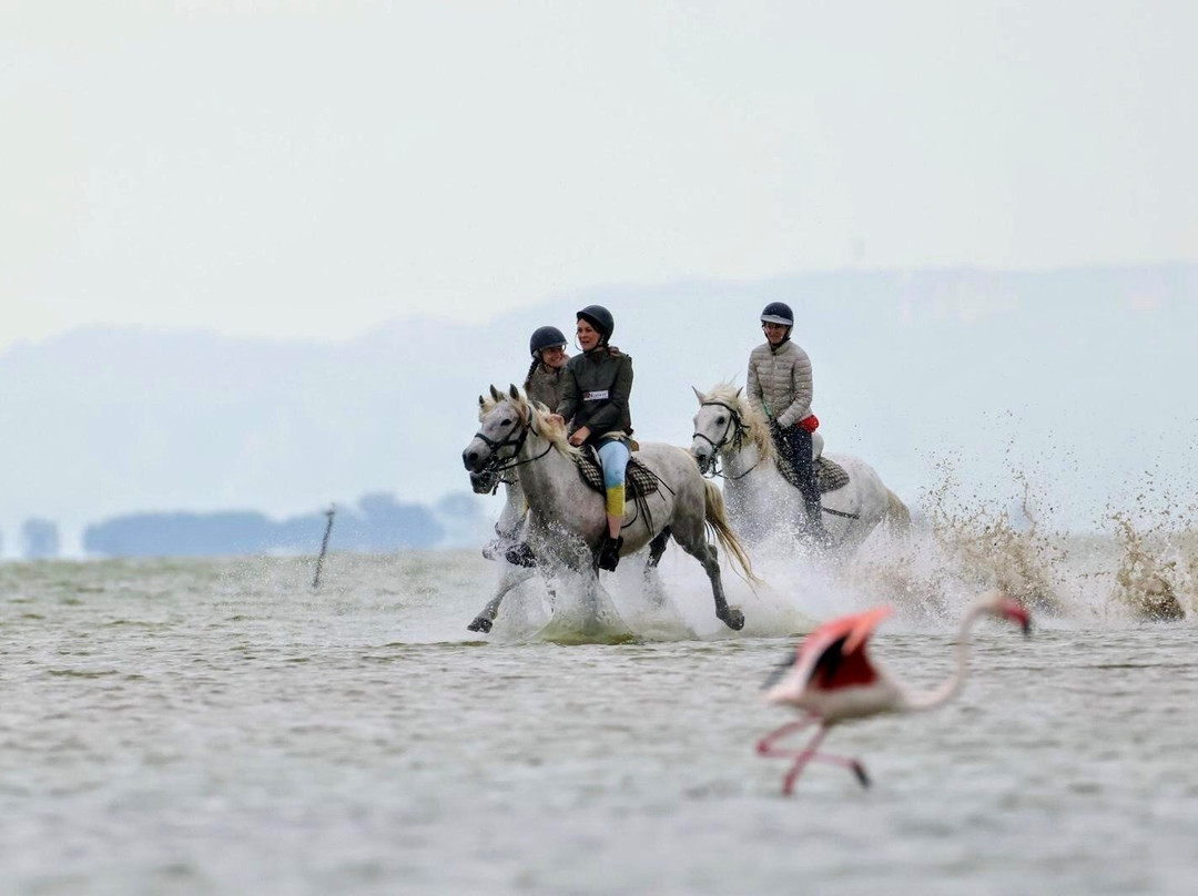 Centre Equestre Crin Blanc-滨海圣玛丽必去景点