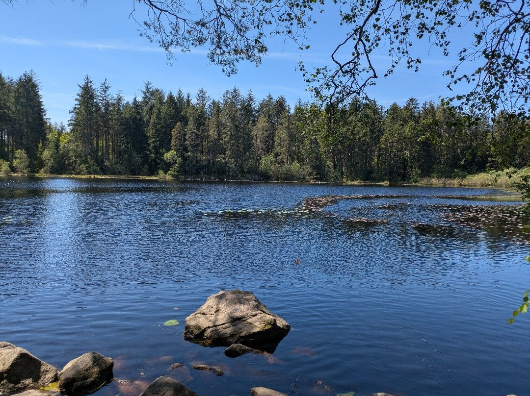 Dalbeattie Forest Town Wood