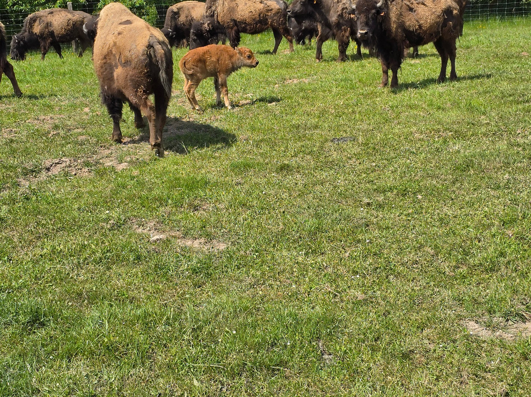Ranch des Bisons-Petit-Rederching必去景点