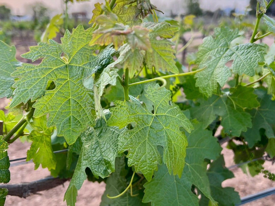 Vinedos La Redonda-Ezequiel Montes必去景点